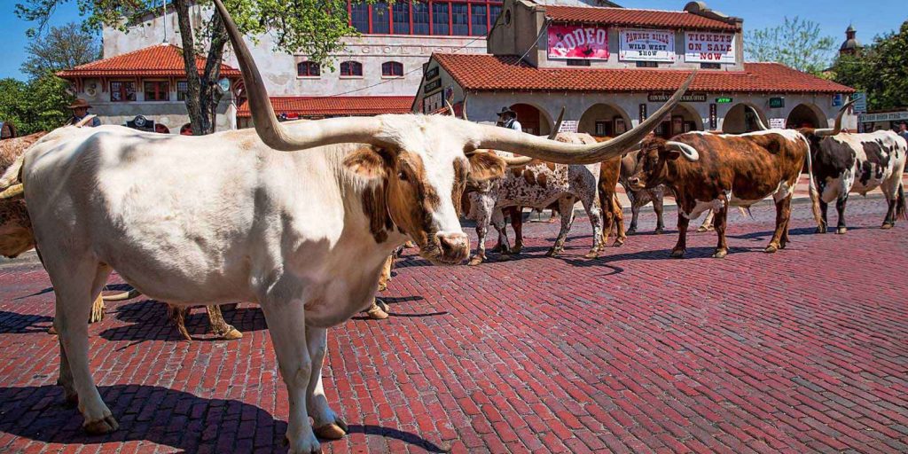 Things to do in Fort Worth