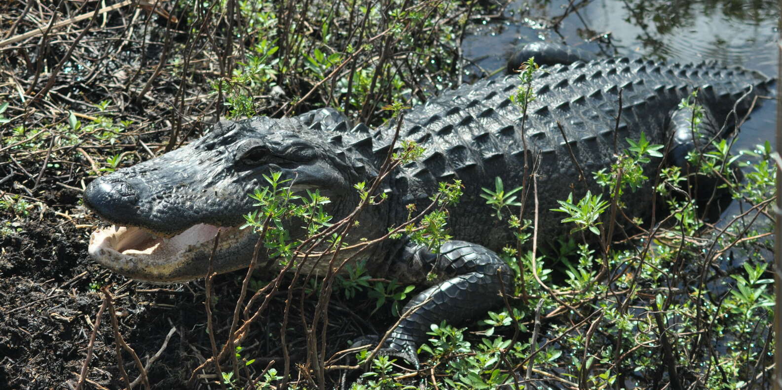 things to do in Everglades City
