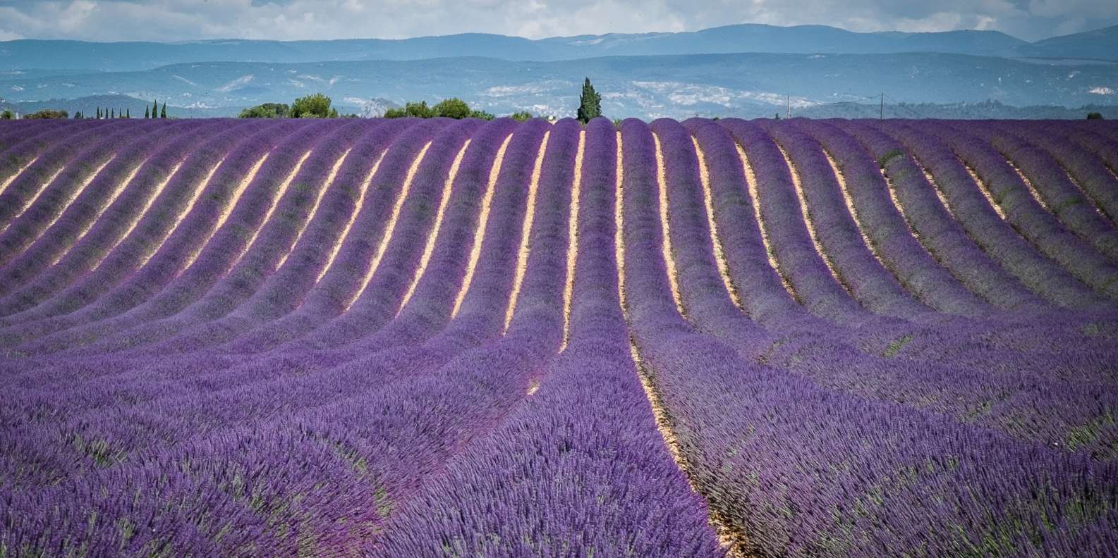 fun things to do in Valensole